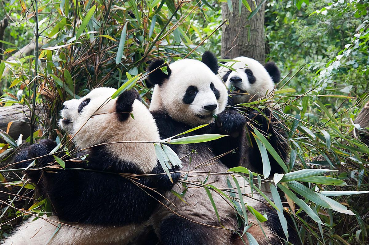 Chengdu Panda Base – สถาบันวิจัยเพาะพันธุ์แพนด้ายักษ์เฉิงตู